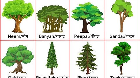 Trees Name । पौधों के नाम । Trees name in hindi and english । Learning videos।