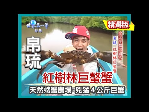 【帛琉】天然螃蟹農場 紅樹林兇猛巨螯蟹｜《世界第一等》364集精華版
