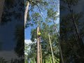Climbing trees like a boss. #zipping #johndeere #pinetree #climbingtrees #arborist