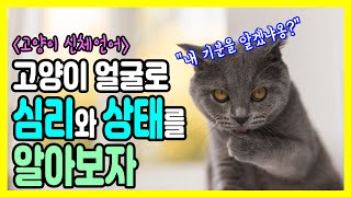 Let's find out how a cat is feeling by its face. Cat language Part.3