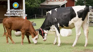 Cow VS Cattle | What's the difference? The answer will shock you
