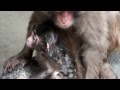 Soaked carelessly.Baby japanese macaque.うっかりずぶ濡れ。ニホンザルの赤ちゃん。