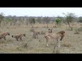 Old male lion being followed by a hyena clan