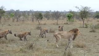 Old Male Lion Being Followed By A Hyena Clan