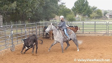 More Cat Less Mouse - working cows #2 - Valley View Ranch