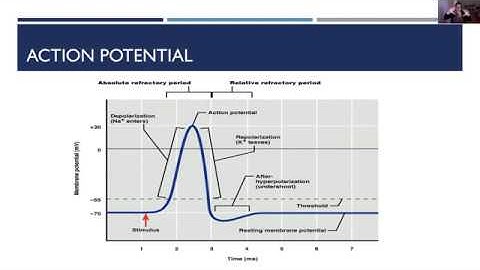 Webinar: Neurotransmitters and Communication Between Neurons
