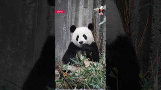 Download Lagu Itro - Panda (NCS) #shorts #shortvideo MP3