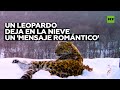 Un leopardo macho deja en la nieve un 'mensaje romántico' para una hembra