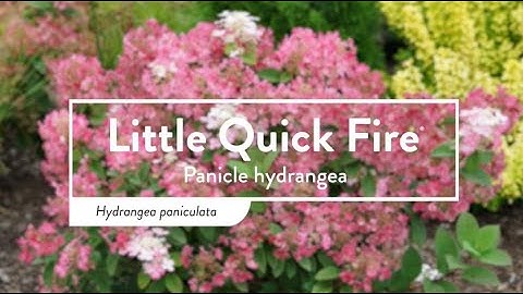 30 Seconds with Little Quick Fire®