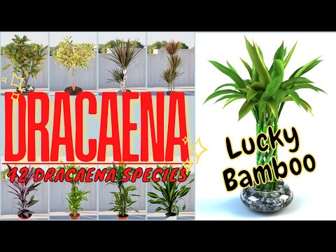 Video: Growing Neoregelia Bromeliad Plants: Beliebte Bromelien-Neoregelia-Sorten