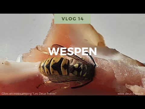 Natuur Weetjes voor kinderen Vlog 14: Wespen