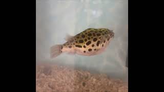 ミドリフグ、水槽掃除の日 Green spotted pufferfish, cleaning the fish tank