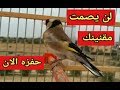 بتبتة وستستة  لن يصمت #مقنين (طائر الحسون) بعد اليوم جرب هذا الفديو وسوف تلاحظ الفرق