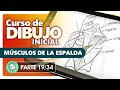 Curso de Dibujo Inicial | 19. Musculatura: Espalda