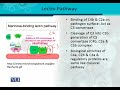 BT302 Immunology Lecture No 98