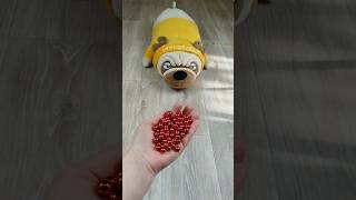 Dog 🐕🔴 Marbles Reverse Video ASMR #reversevideo #asmr #marblerunandmore #funny