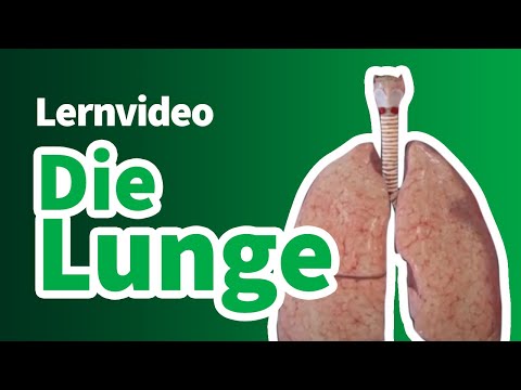 Die Lunge | Lernvideo