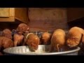 Savannah Jericho Pups 2.9 Weeks - First Puppy Mush Video