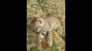 Кот и кошка делают до крови Кот и кошка делают до крови