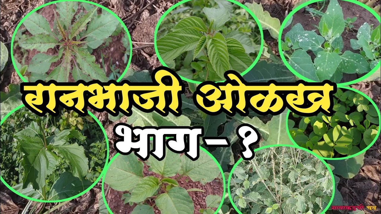 रानभाज्या ओळख भाग-1 । शेतातील व शेताच्या बांधावरील रानभाज्या । गावाकडची चव