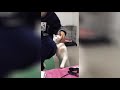 撫でるよう催促するネコ