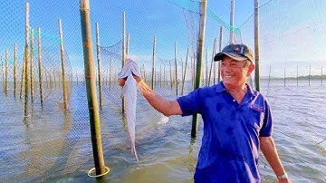 Bao đăng bắt cá khi triều xuống - Phần 9 - Bắt được cá chét, cá rìa, cá nâu...