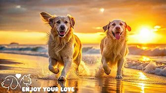 Relaxing Music💖Deep Sleep Puppy Calm Music🐶🎵Dog Separation Anxiety Music🎵