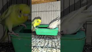 ডি-ম দেওয়ার কত দিন পর ভ্রুণ আসে #birdegg #birdspoint #petbird #shorts #shortvideo