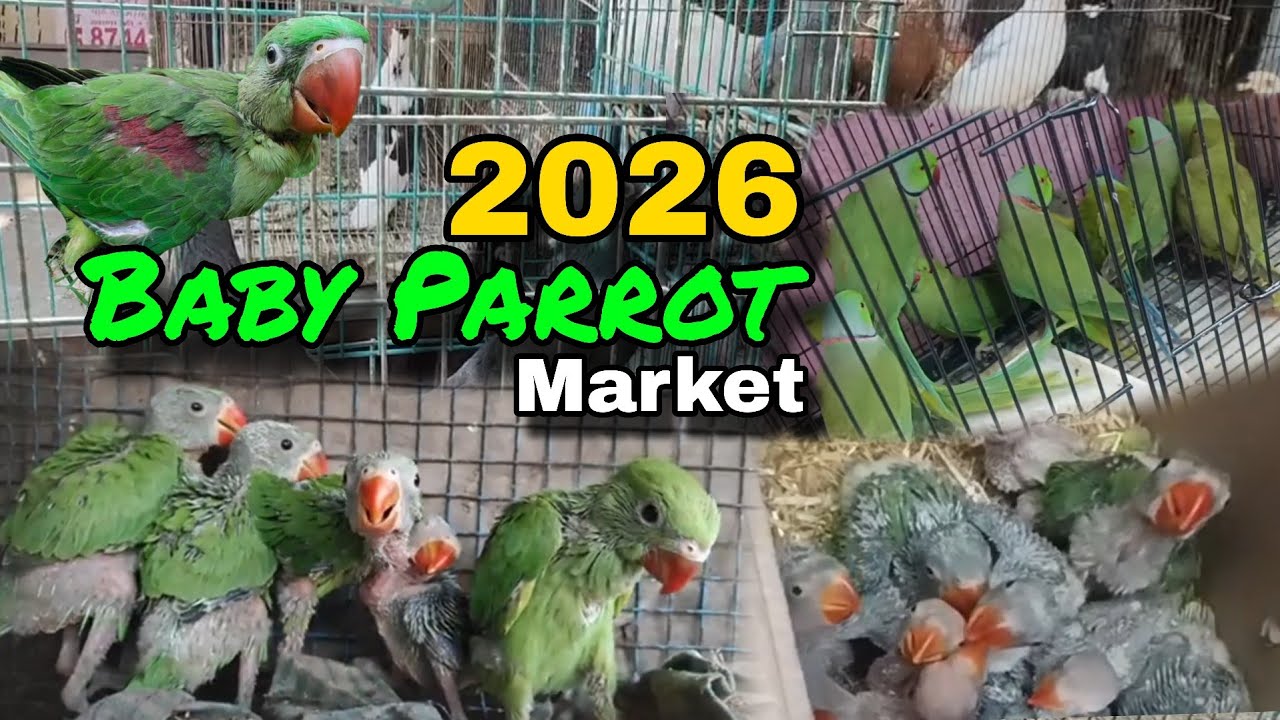 2026 Baby Parrot Market || Bird's Market Vlog | Baby Parrot || Delhi Bird Market 2026