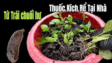 Cách Làm Thuốc Kích Rể Tại Nhà Từ Một Trái Chuối / Rể Mọc Như Điên, Bạn Không Tốn Xu Nào Đi Chợ Nữa 