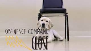 Obedience Command - Close