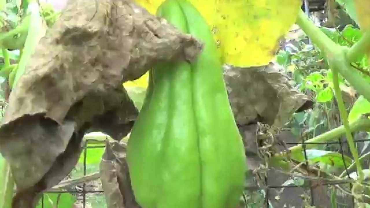 Organic Farming In The Philippines Reality Tv Se 4 Ep 6 Don T