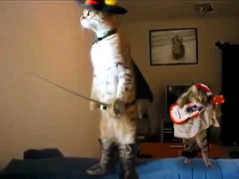 Zorro Cat !!!!!Z