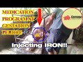 Pregnant Sow Detailed Medication Program || Giving Iron to my Sows || English Subtitle