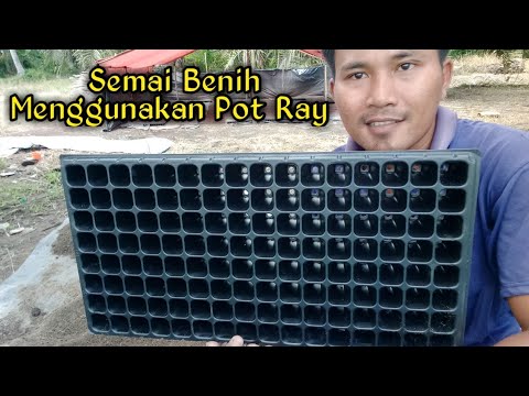  9 Proses Pengisian Tanah Ke POT  RAY semai Petani Cabe 