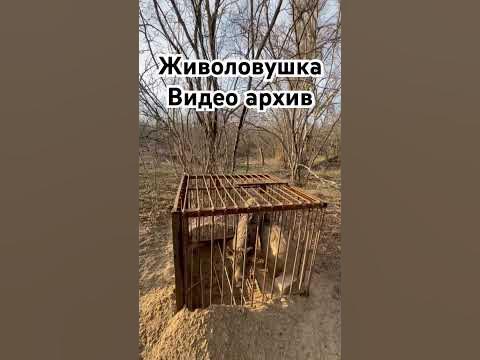 Два кабана в одну ловушку 😁 живоловушка - YouTube