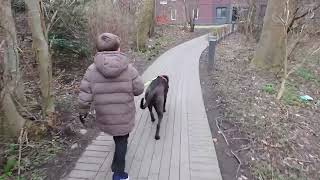 little boy walking a big Cane Corso Italian mastiff
