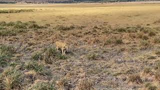Lion Cubs in the Ngorongoro Crater