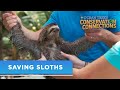 Ocean Treks Conservation Connections - Saving Sloths | Princess Cruises