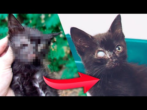 Спасение котенка без глазика. Котята ищут дом / SANI vlog