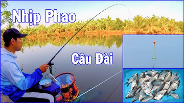 Câu Đài Nghiệp Dư ➣ Câu Cá Diếc Bằng Cần Câu Cá Handing X9 Nuột Phết