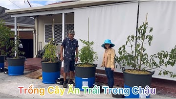 CUỘC SỐNG ÚC l TRỒNG CÂY ĂN TRÁI CHẬU BÁN THUỶ CANH NHÀ CHỊ LINH VÙNG ST ALBANS