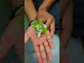 ‘0’ budget bouquet💐 #diy #crafts #plants #shorts #viral #trending #shortvideo #subscribe #instagram