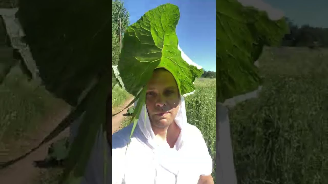 Life hack - Sun umbrella made of Burdock / Лайфхак - Зонтик от солнца из Лопуха #shorts