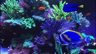 🐟 Coral Reef Aquarium Fish Tank with Water Sound - Tropical Fish, Screensaver 10 Hours