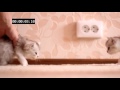 Cat test Crash