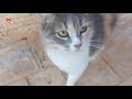 My cat Suzana evrey day likes to eat 😹| Pet Meow