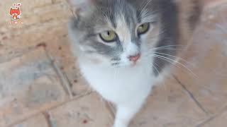 My cat Suzana evrey day likes to eat 😹| Pet Meow