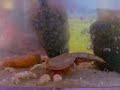 Triops - Slow Motion Video