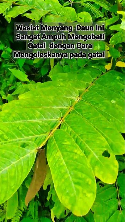 Daun Ini Bisa Untuk Mengobati Gatal-pada kulit#hasee alam#shorts
